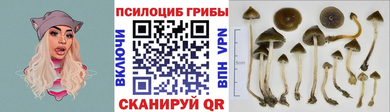 Галлюциногенные грибы Cubensis это официальный сайт Заволжск hydra маркетплейс